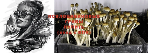 индика Новодвинск